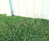 Grass Seed Mat a 59,99€